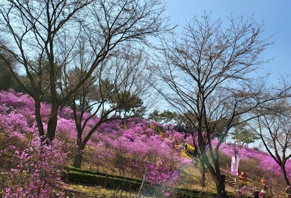Jindallae Dongsan (Azalea Hill) 1