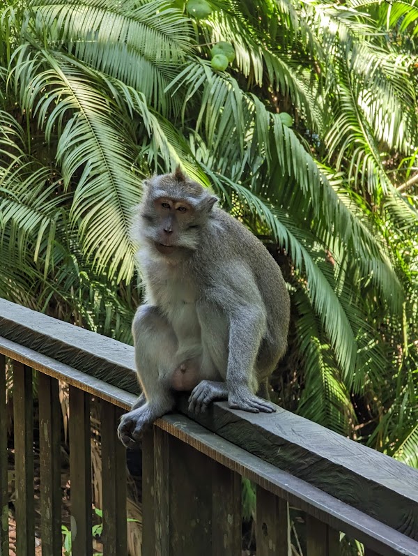 Sacred Monkey Forest Sanctuary 5