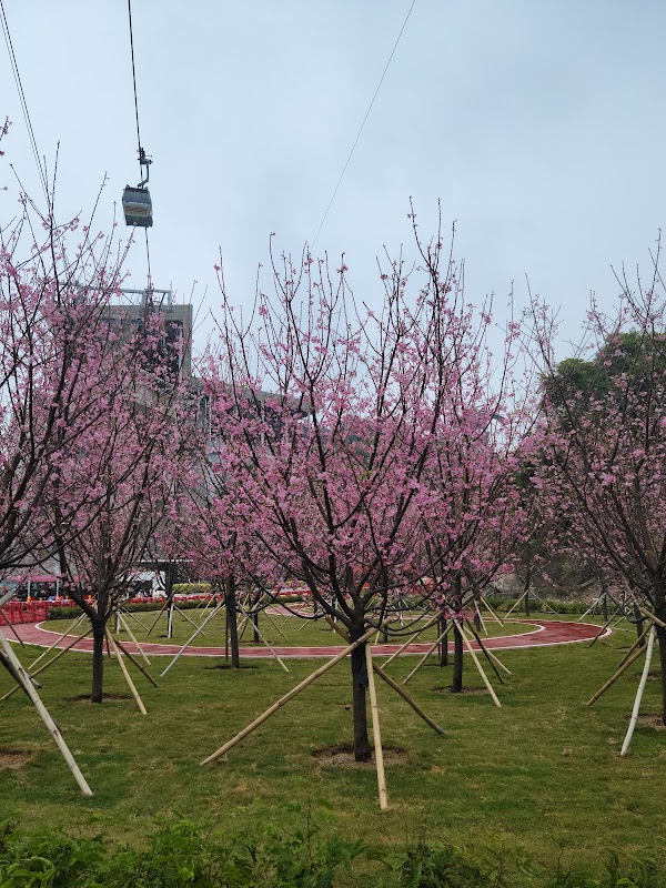 HKIA Cherry Blossom Garden