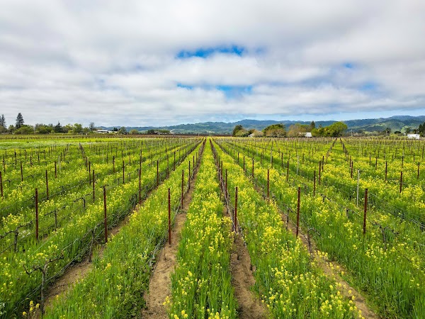 Monticello Napa Valley 4