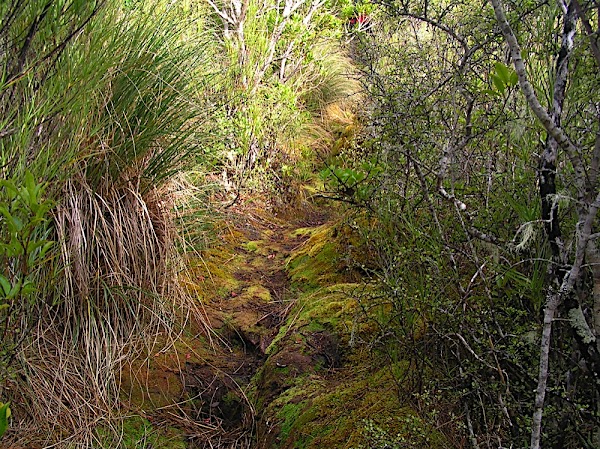Auckland Island / Motu Maha 1