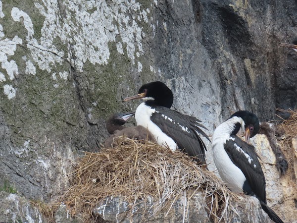 Auckland Island / Motu Maha 4