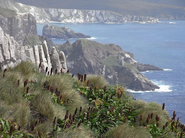 Auckland Island / Motu Maha 2