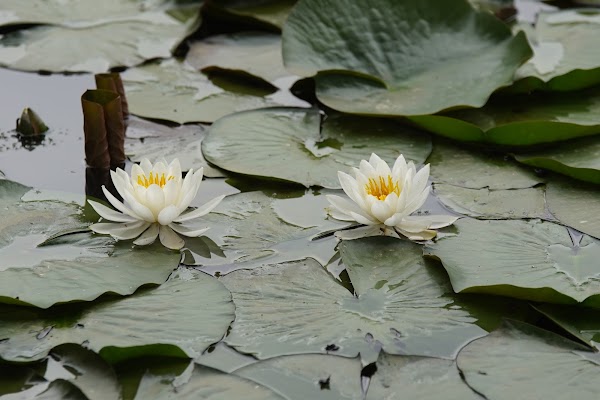 Korea Expressway Corporation Arboretum (Jeonju Arboretum ) 5