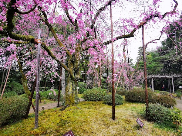 Heian Shrine Garden East - Attraction | DocentPro