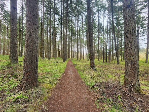 Forest Discovery Trail 1