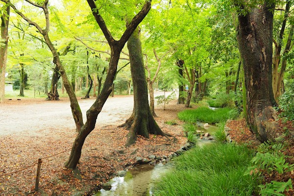 Tadasu-no-Mori Forest