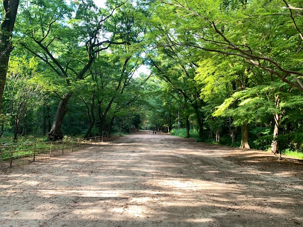 Tadasu-no-Mori Forest 4