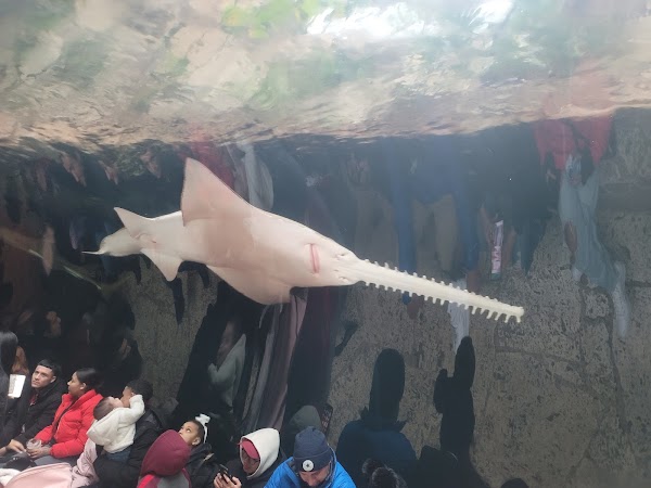 The Dallas World Aquarium 4