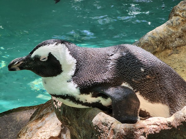 The Dallas World Aquarium 3