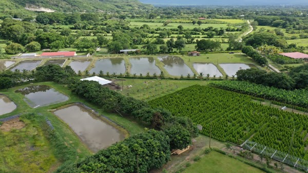 Laberinto de Cipreses
