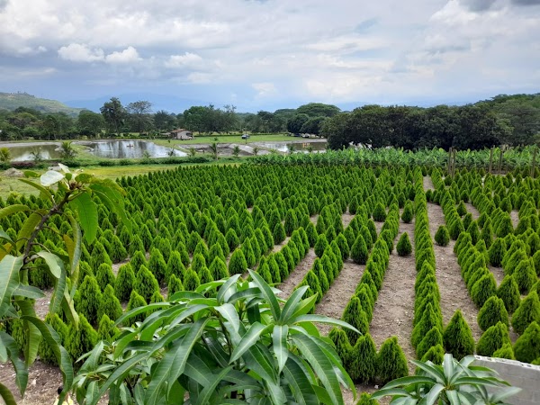 Laberinto de Cipreses 3