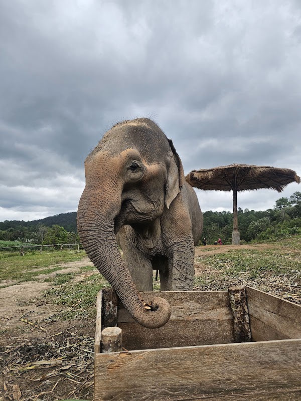 Ethical elephant sanctuary chiangmai by Big Boy