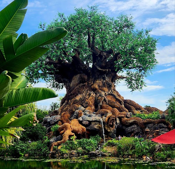 Disney's Animal Kingdom Theme Park