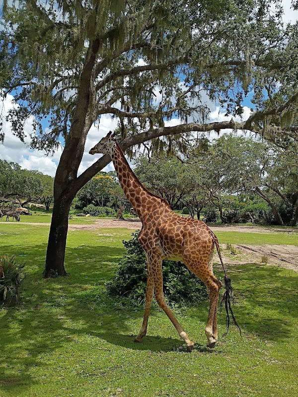 Disney's Animal Kingdom Theme Park 3