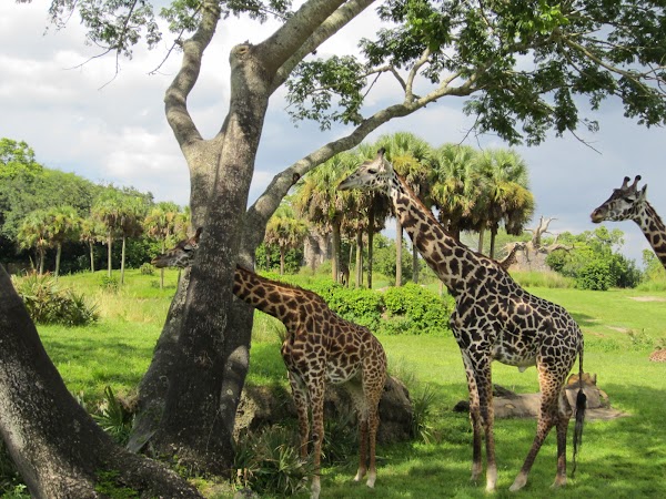 Disney's Animal Kingdom Theme Park 2