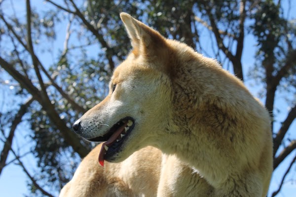GREAT OCEAN ROAD WILDLIFE PARK
