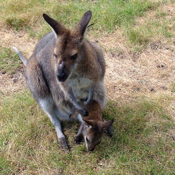 GREAT OCEAN ROAD WILDLIFE PARK 5