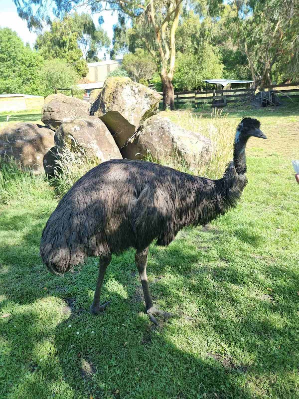 GREAT OCEAN ROAD WILDLIFE PARK 4