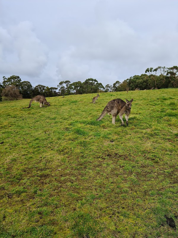 GREAT OCEAN ROAD WILDLIFE PARK 3
