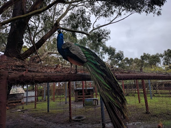 GREAT OCEAN ROAD WILDLIFE PARK 2
