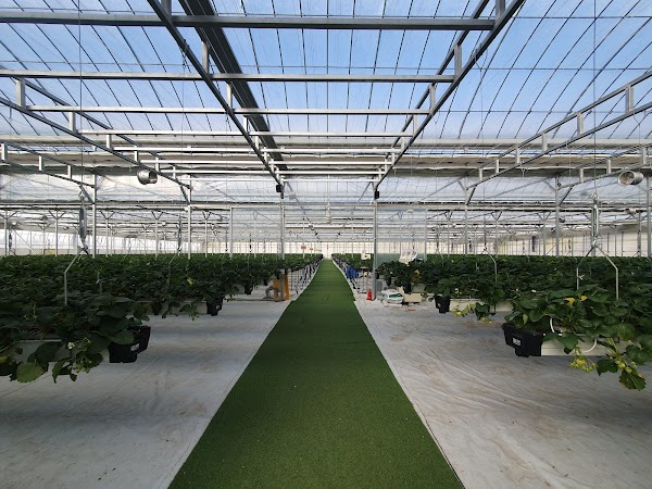 포천딸기힐링팜