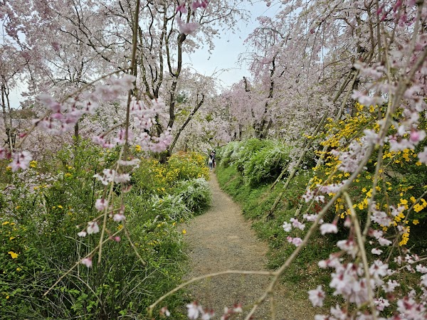 Secret Cherry Blossom Spots in Korea and Japan 4