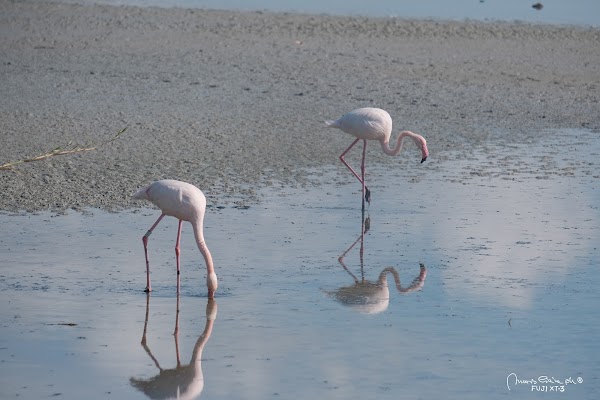 Parco Naturale Molentargius Saline 5