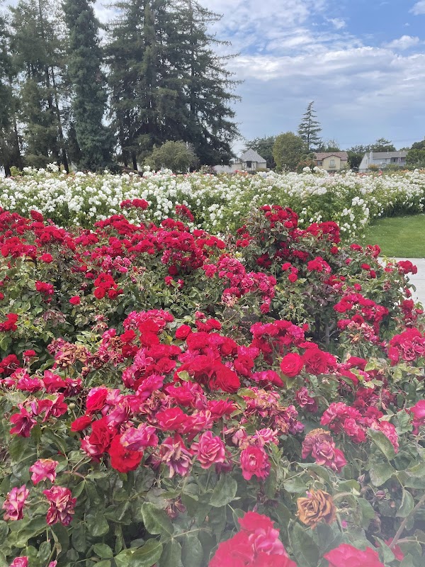 Municipal Rose Garden 5