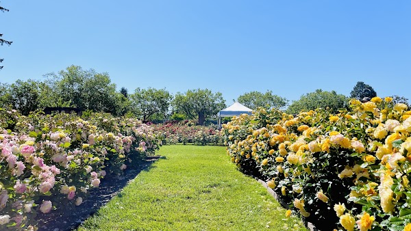 Municipal Rose Garden 2
