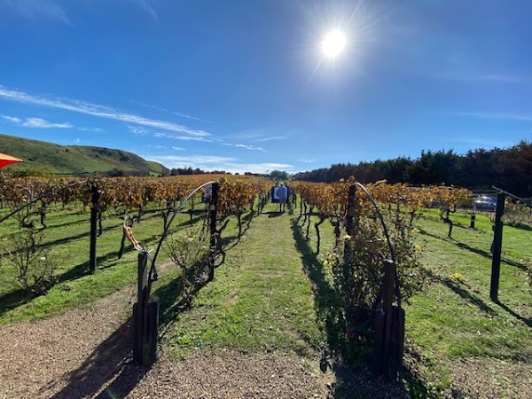 Wild Estate Vineyard, Wild on Waiheke Activities & Waiheke Island Brewery 6