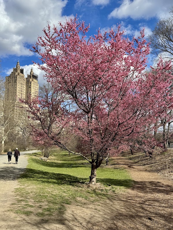 Bridle Path - Cherry Blossoms