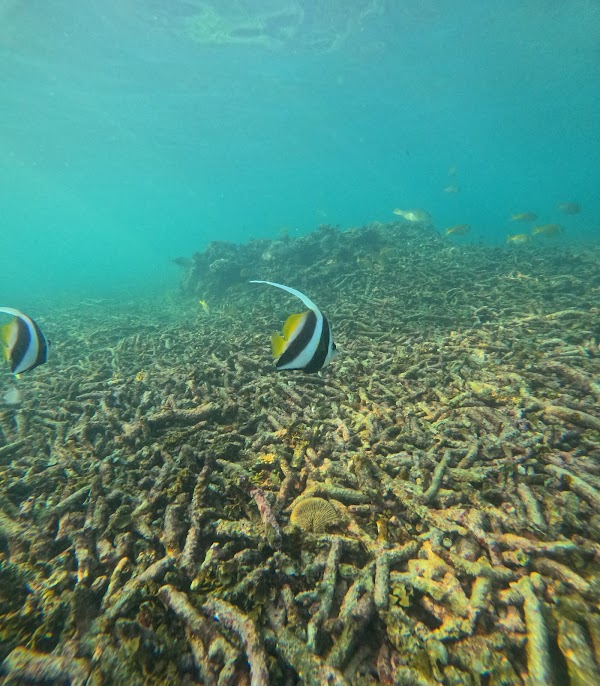 Free beach to shark bay 2