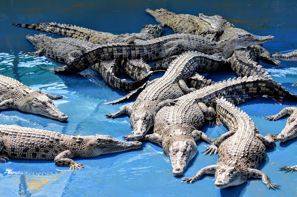 Hartley's Crocodile Adventures