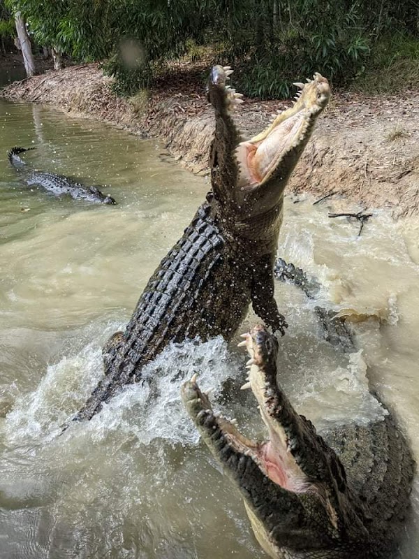 Hartley's Crocodile Adventures 5