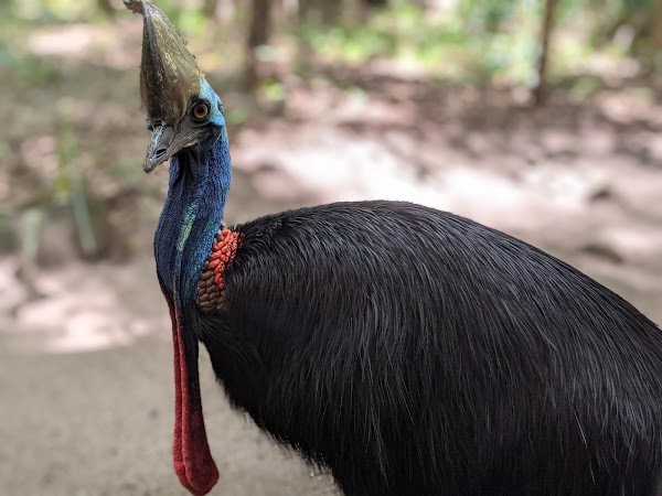 Hartley's Crocodile Adventures 4