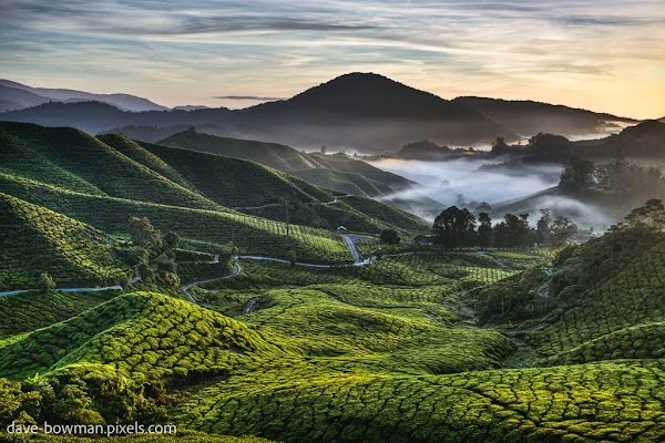 Boh Tea Plantation 1