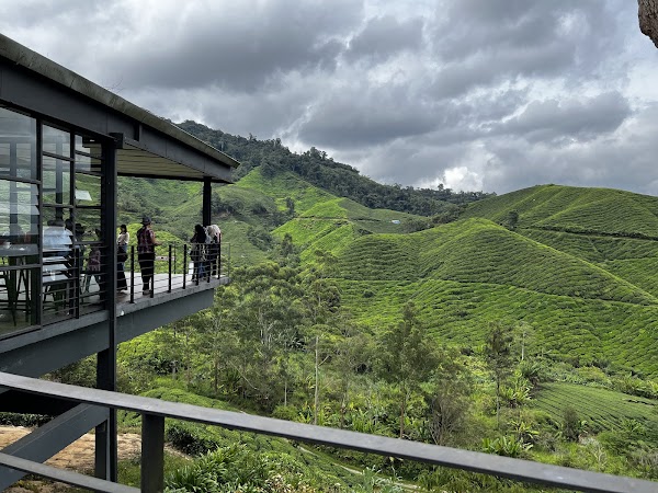 Boh Tea Plantation 5