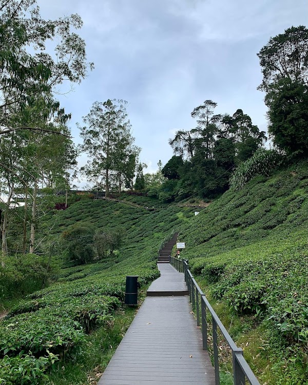 Boh Tea Plantation 4