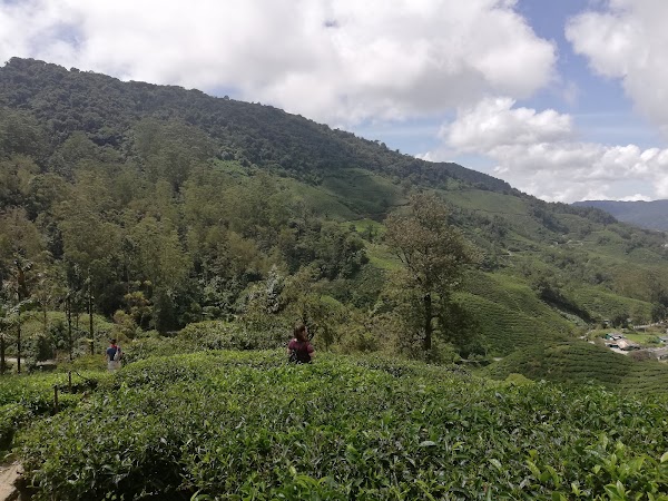 Boh Tea Plantation 3