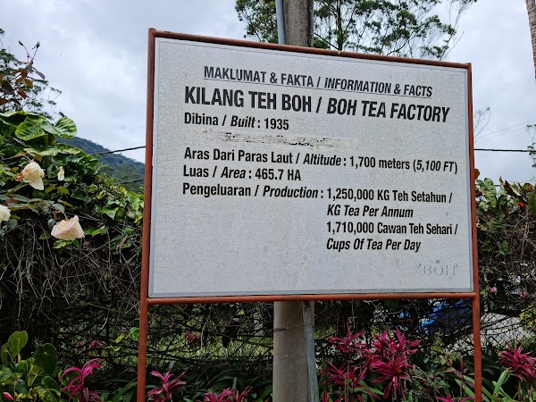 Boh Tea Plantation 2