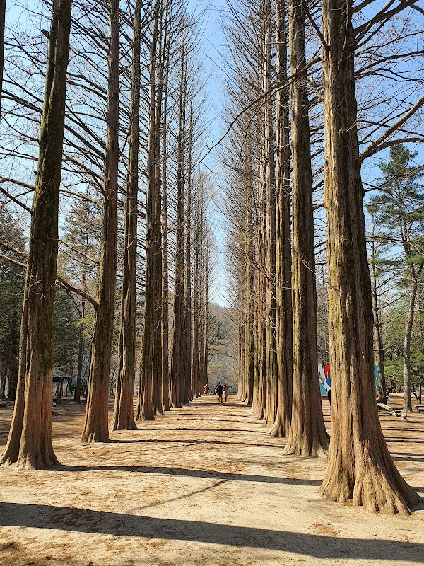 Nami Island 6