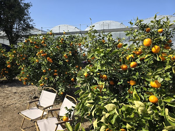 Bong Bong Tangerine Farm