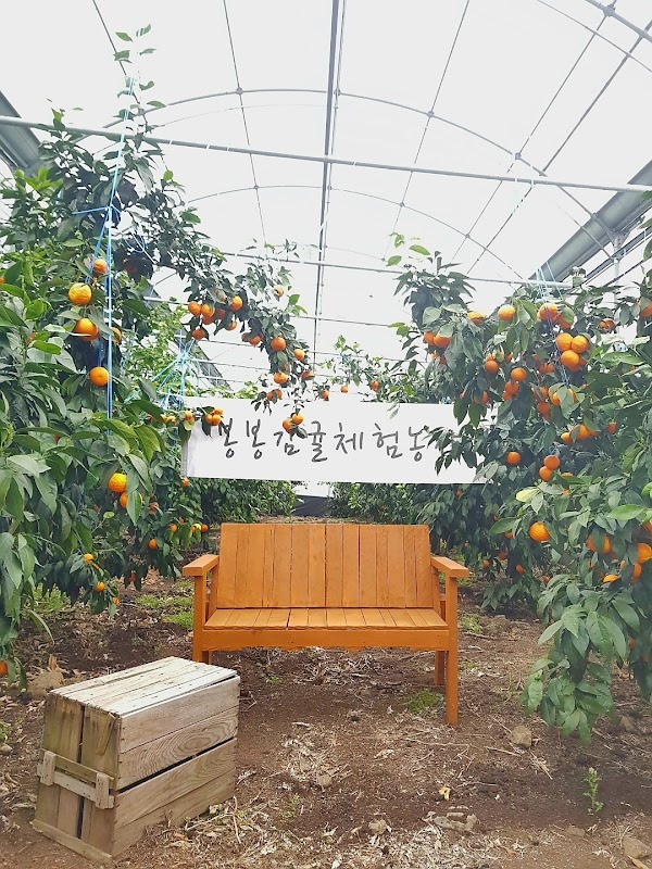 Bong Bong Tangerine Farm 5