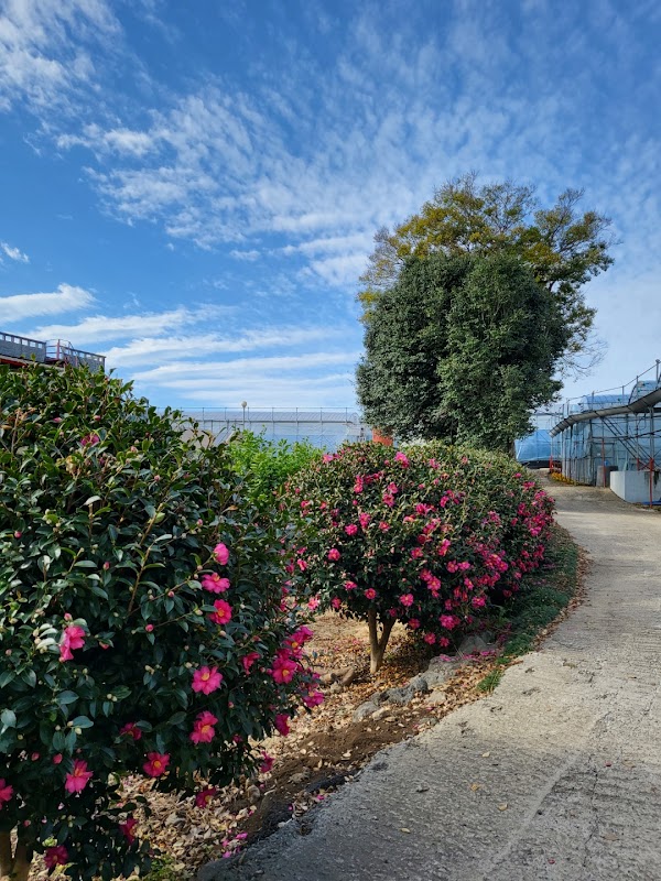 Bong Bong Tangerine Farm 2