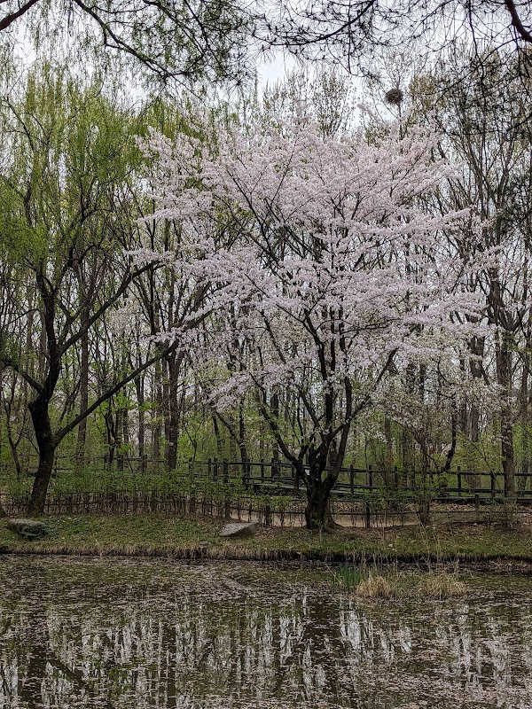 Yeouido Park Natural Eco Forest 4