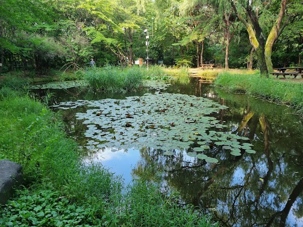 Yeouido Park Natural Eco Forest 2
