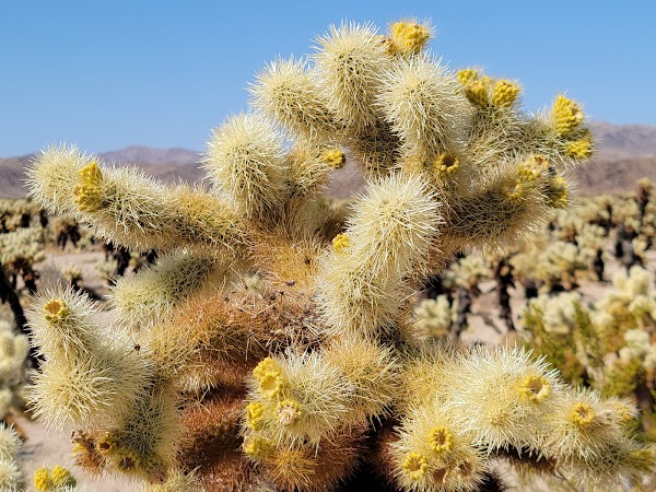 Joshua Tree National Park 2