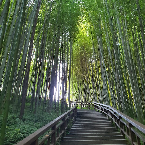 Juknokwon (Bamboo Forest) 1