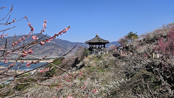 Gwangyang Maehwa Festival Information Centre